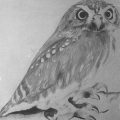 cropped-hibou-fusain-1977.jpg