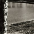 Parc_Lafontaine_1_arbre