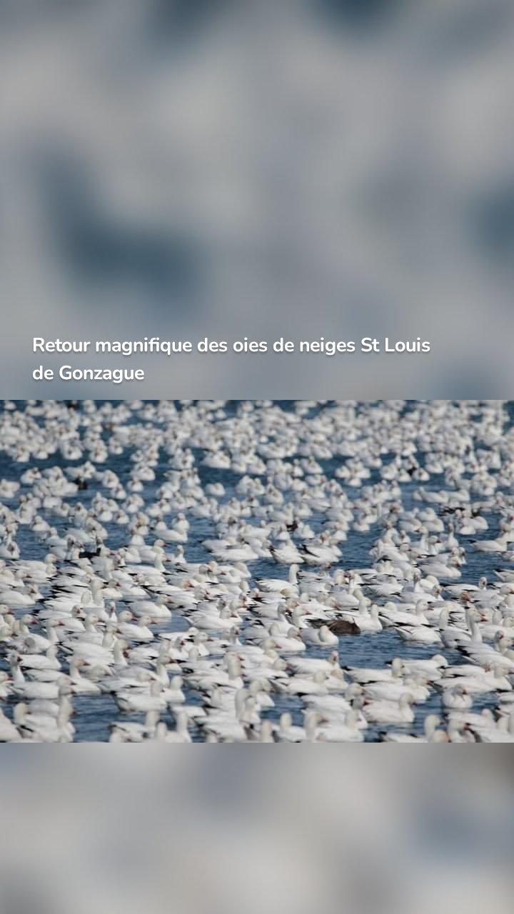 Retour magnifique des oies de neiges St Louis de Gonzague
