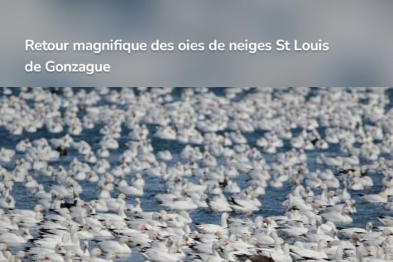Retour magnifique des oies de neiges St Louis de Gonzague