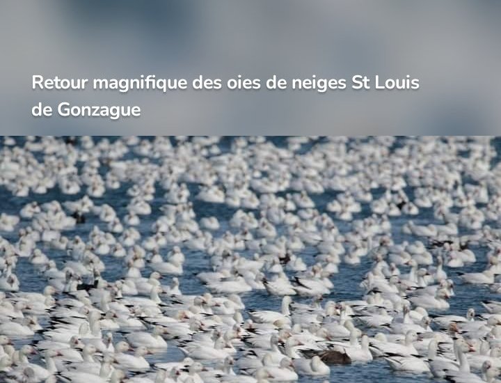 Retour magnifique des oies de neiges St Louis de Gonzague
